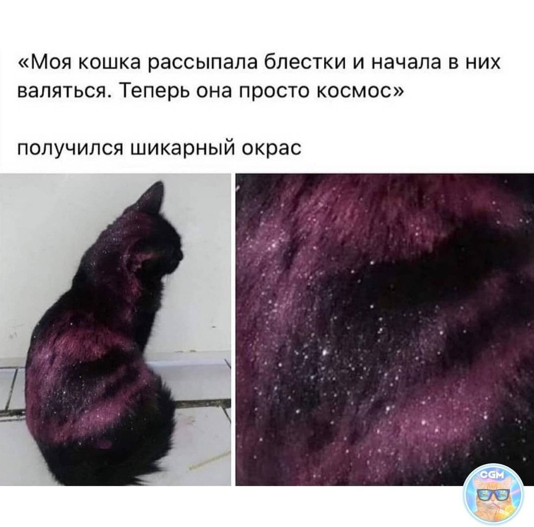 МОЯ КОШКЭ рассыпала блестки И начала В НИХ ВЭЛЯТЬСЯ Теперь она просто КОСМОС получился шикарный окрас