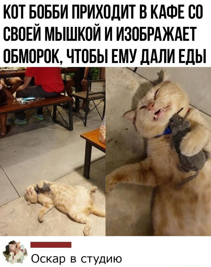 КОТ Б_ОББИ ПРИХОДИТ В КАФЕ 80 ВВПЕИ МЫШКОИ И ИЗОБРАЖАЕТ ОБМОРОК ЧТОБЫ ЕМУ ДАЛИ ЕДЫ