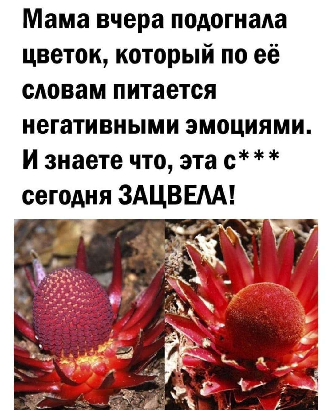 Мама вчера подогнаАа цветок который по её словам питается негативными эмоциями И знаете что эта с сегодня ЗАЦВЕАА _