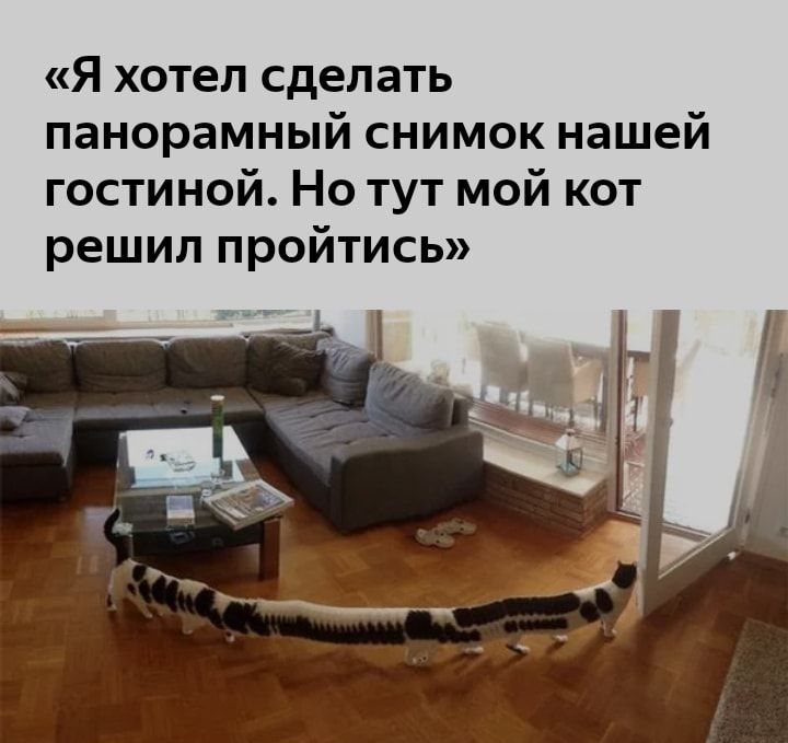 Я хотел сделать панорамный снимок нашей гостиной Но тут мой кот решил пройтись