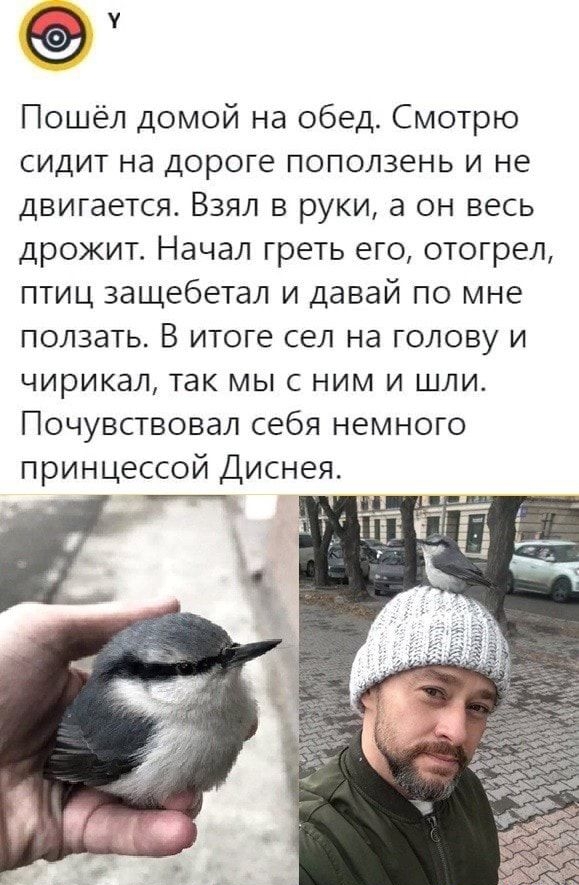 Пошёл домой на обед Смотрю сидит на дороге поползень и не двигается Взял в руки а он весь дрожит Начал греть его отогрел птиц защебетал и давай по мне ползать В итоге сел на голову и чирикал так мыс ним и шли Почувствовал себя немного принцессой Диснея
