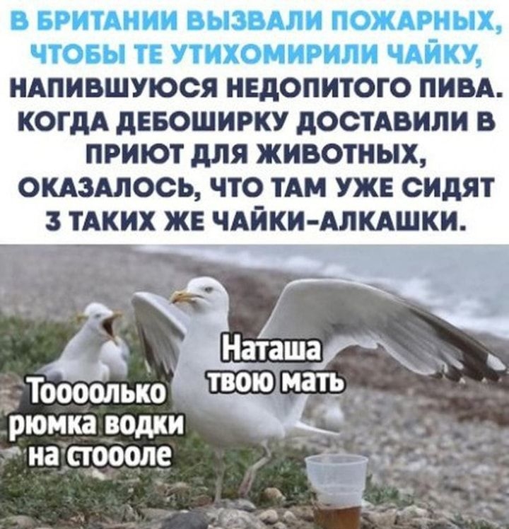 В БРИТАНИИ ВЫЗВАЛИ ПОЖАРНЫХ ЧТОБЫ ТЕ УТИХОМИРИЛИ ЧАЙКУ НАПИВШУЮСЯ НЕДОПИТОГО ПИВА КОГДА дЕБОШИРКУ дОСТАВИЛИ В ПРИЮТ для ЖИВОТНЫХ ОКАЗАЛССЬ ЧТО ТАМ УЖЕ сидят 3 ТАКИХ ЖЕ ЧАЙКИ АЛКАШКИ _Тшюолыю рюмкаводки _ _7 на троп чуз _ 3 53