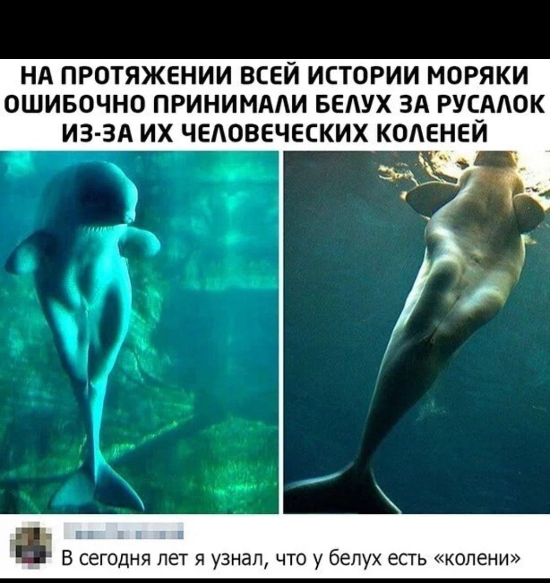 НА ПРОТЯЖЕНИИ ВСЕЙ ИСТОРИИ МОРЯКИ ОШИБОЧНО ПРИНИМААИ БЕАУХ ЗА РУСААОК ИЗ ЗА ИХ ЧЕАОВЕЧЕСКИХ КОАЕНЕЙ В сегодня лет я узнал что у белух есть колени