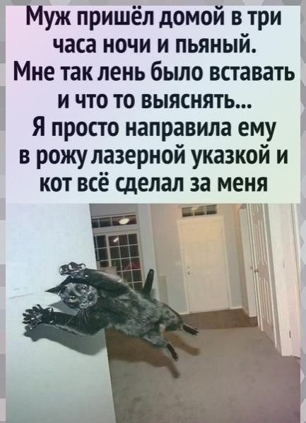 Муж пришёл домой в три часа ночи и пьяный Мне так пень было вставать и что то выяснять Я просто направила ему в рожу лазерной указкой и кот всё сделал за меня 5 із