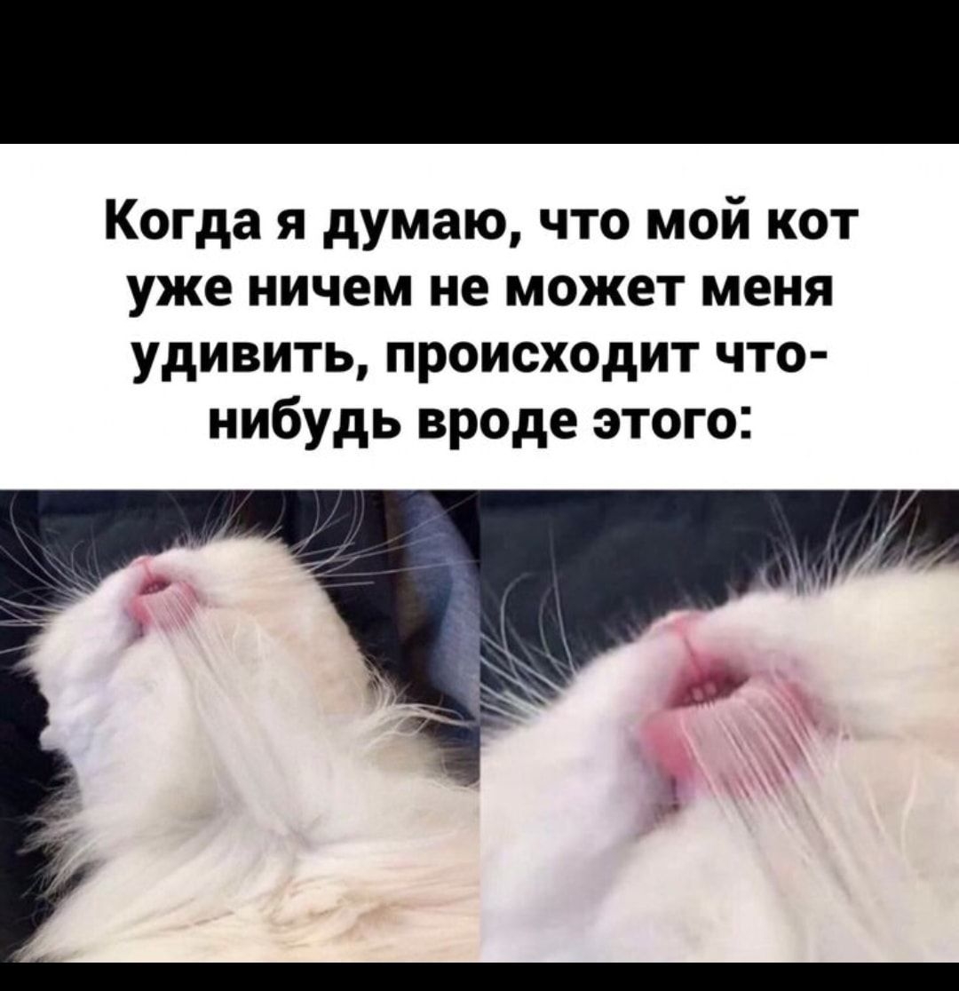 Когда я думаю что мой кот уже ничем не может меня удивить происходит что нибудь вроде этого