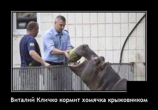 тінь ВИТЗЛИЙ КЛИЧКО КОРМИТ ХОМЯЧКЗ КРЫЖОВНИКОМ
