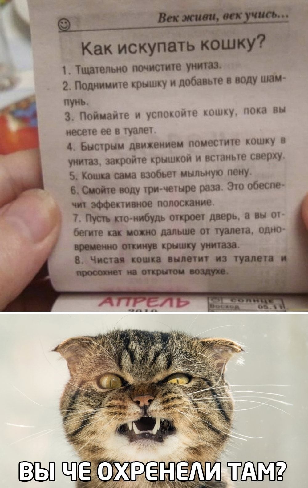 и 1 Как 1 пг 2июошш сть З Поймайте успокойте кошку пока вы посетив туалет по поместит кошку крышкой и вствиьте свет Ъш кппчето рт Этож