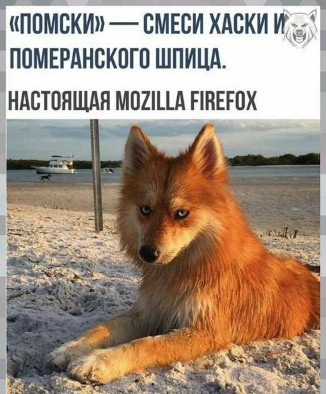 помски смвси хдски и ппмэднскпгп шпинд НАСТОЯЩАЯ М02д ПВЕЮХ