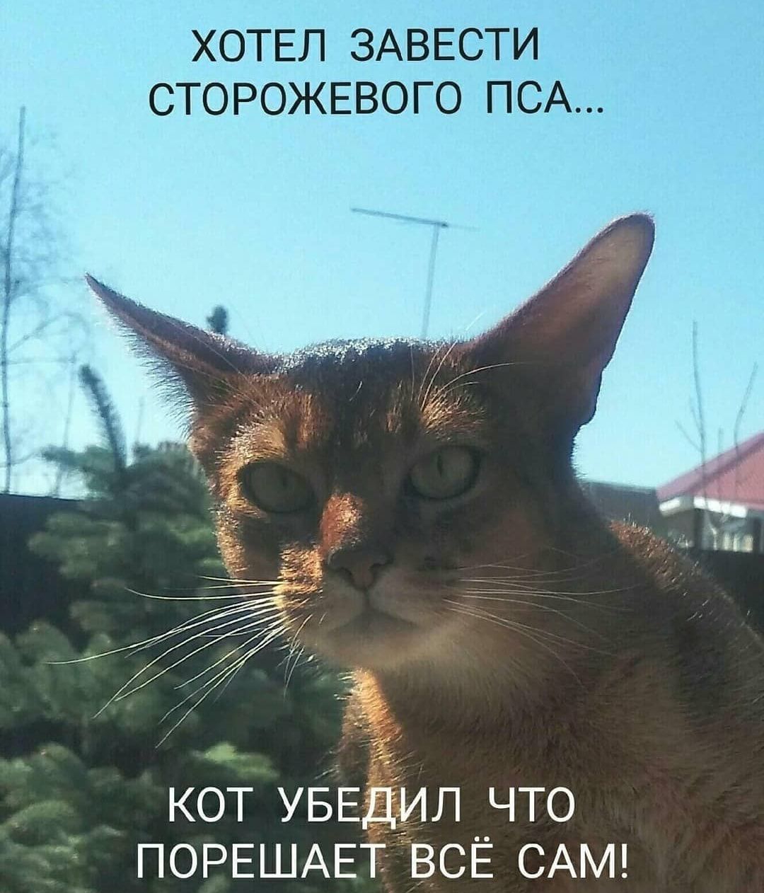 ХОТЕЛ ЗАВЕСТИ СТОРОЖЕВОГО ПСА __і і 17 кот УБЕДил что ПОРЕШАЕТВСЁ САМ
