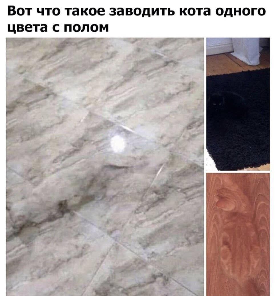ВОТ ЧТО такое ЗЭВОДИТЬ кота ОДНОГО цвета С ПОЛОМ