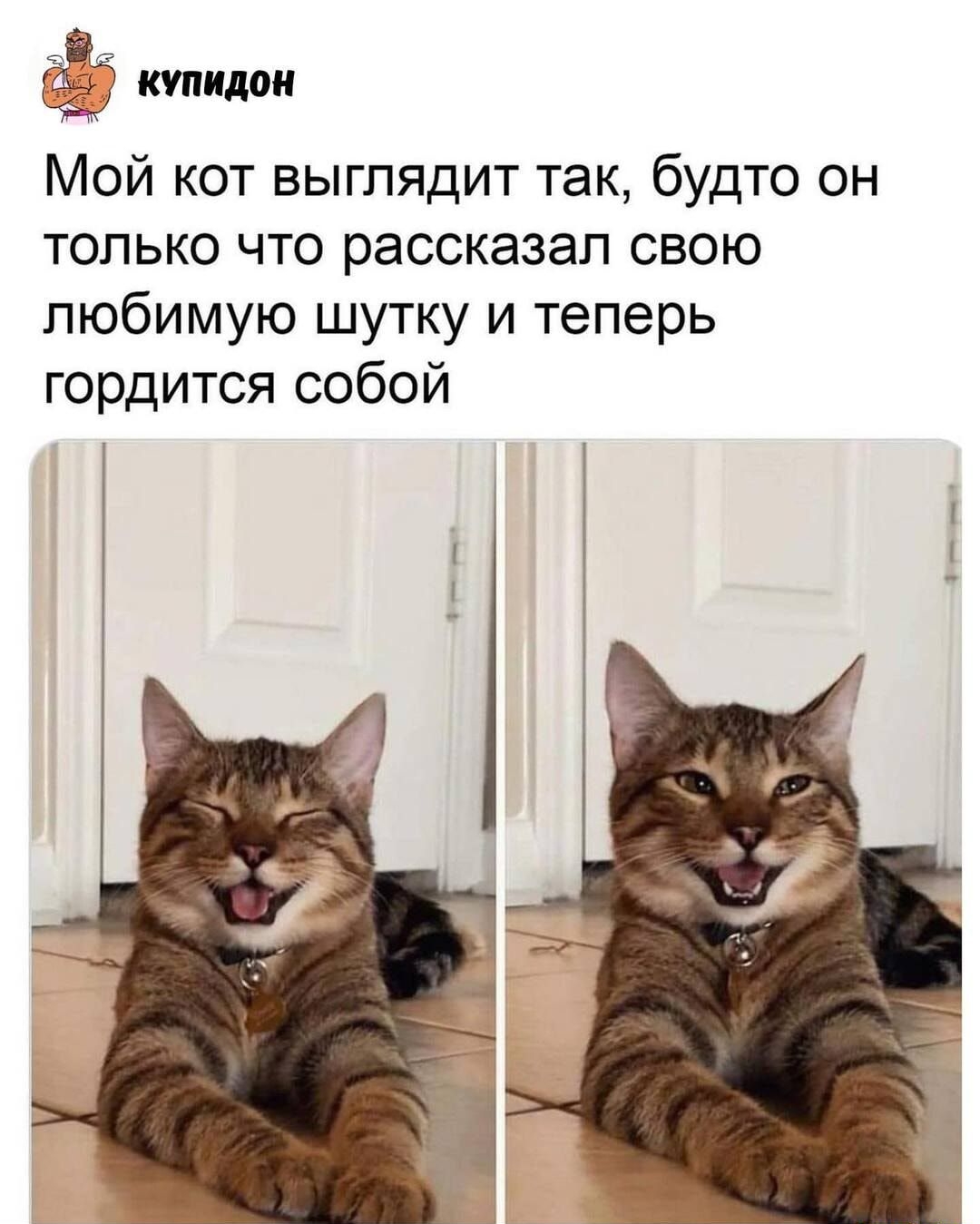 купидон Мой кот выглядит так будто он только что рассказал свою любимую шутку и теперь гордится собой