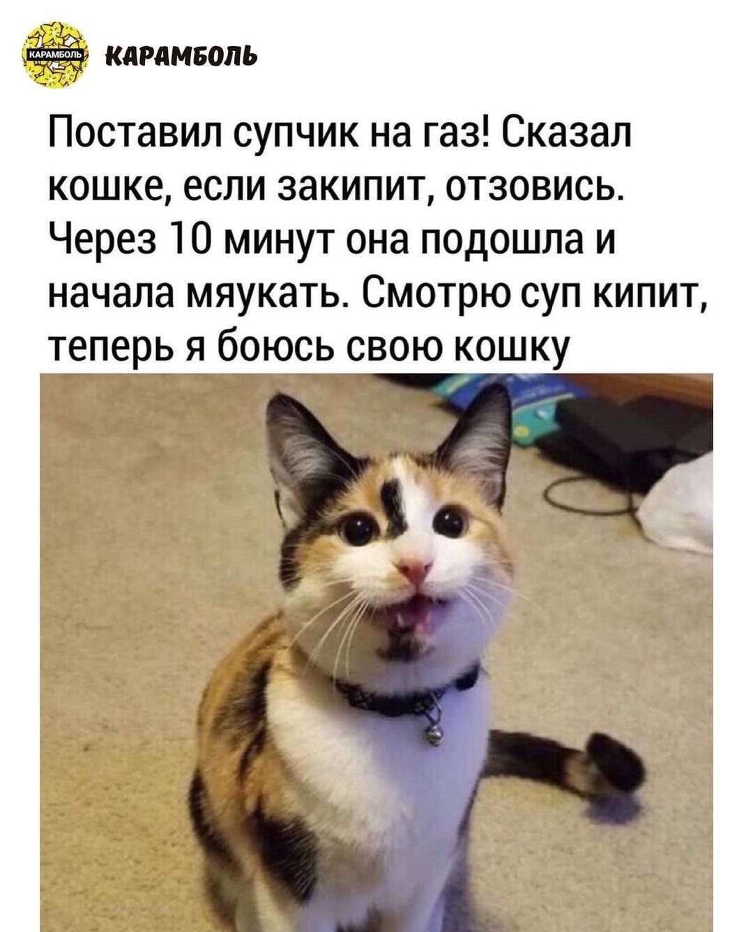 кдрдмвопь Поставил супчик на газ Сказал кошке если закипит отзовись Через 10 минут она подошла и начала мяукать Смотрю суп кипит теперь я боюсь свою кошку