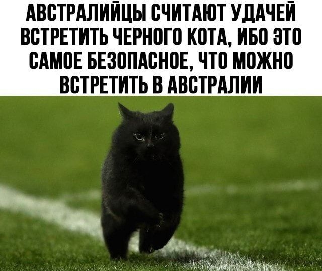 АВВТРАЛИЙЦЫ СЧИТАЮТ УДАЧЕЙ ВСТРЕТИТЬ ЧЕРН0Т0 К0ТА ИБВ 3Т0 САМВЕ БЕ30ПАСН0Е ЧТ0 можно ВВТРЕТИТЬ В АВСТРАЛИИ