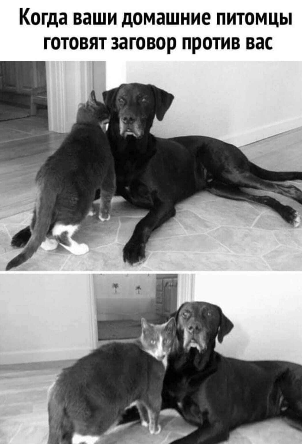 когда ВЗШИ домашние ПИТОМЦЫ ГОТОВЯТ заговор ПРОТИВ ВЭС