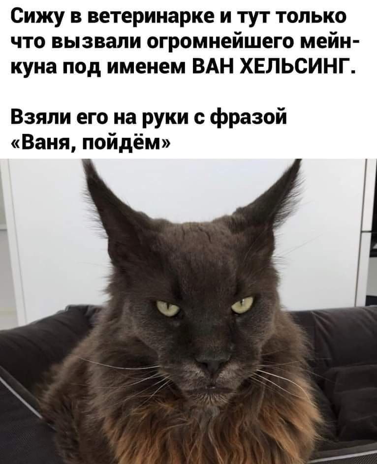 Сижу в ветеринарке и тут только что вызвали огромнейшего мейн куна под именем ВАН ХЕЛЬСИНГ Взяли его на руки с фразой Ваня пойдём