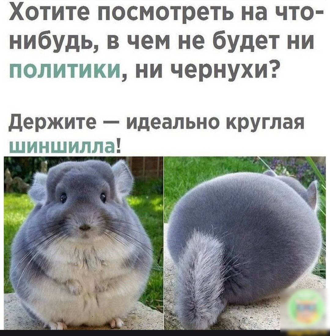 Хотите посмотреть на что нибудь в чем не будет ни политики ни чернухи Держите идеально круглая шиншилла