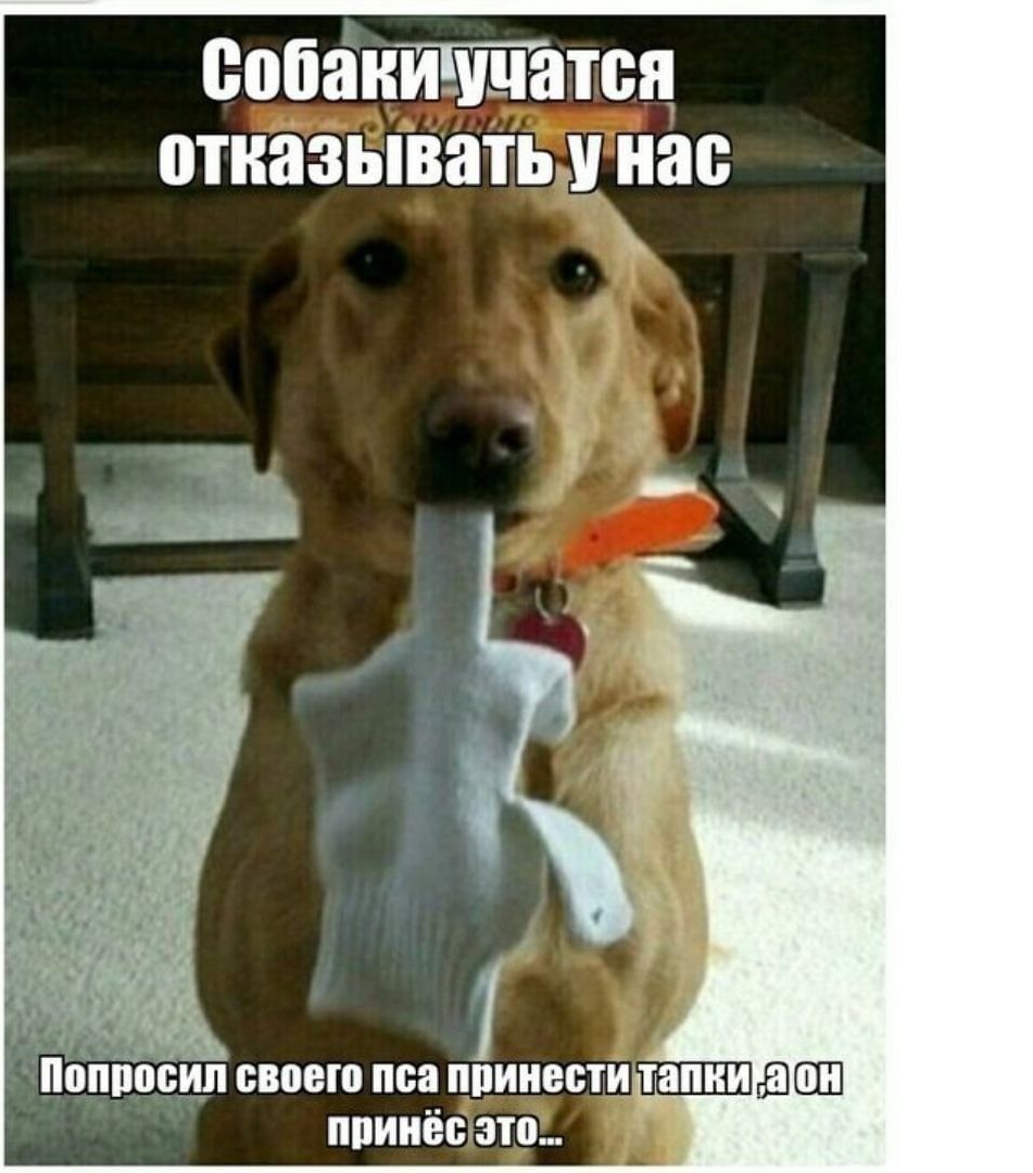 сводитищите отказывать нас ц Попроцп своею пса ппинесш тапки даш принёс это