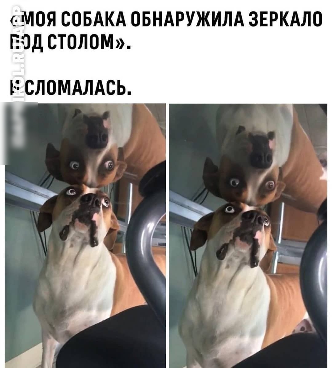 ОМОЯ СОБАКА ОБНАРУЖИЛА ЗЕРКАЛО ЕОДСТОЛОМ Б СЛОМАЛАСЬ