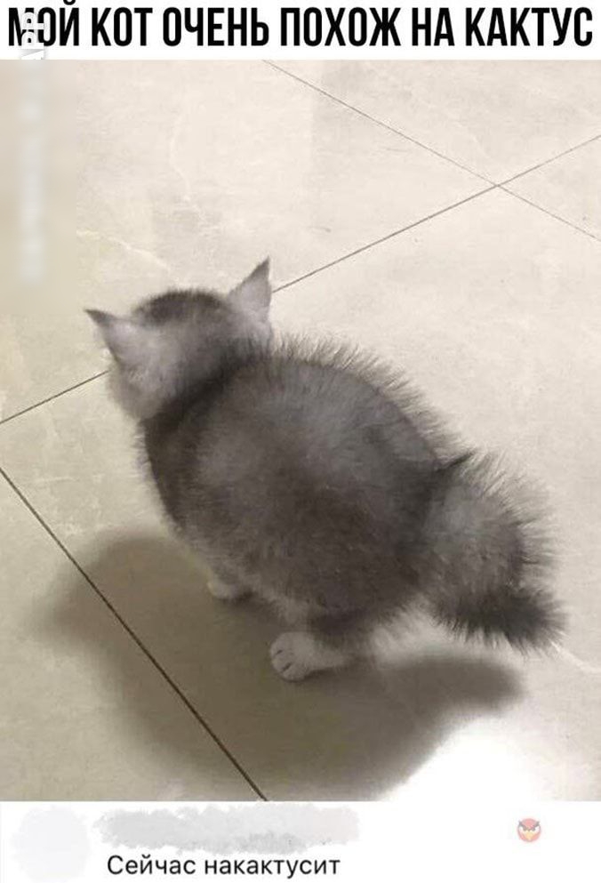 ЬЗЗЙ КОТ ОЧЕНЬ ПОХОЖ Нд КАКТУВ Сейчас накактусит
