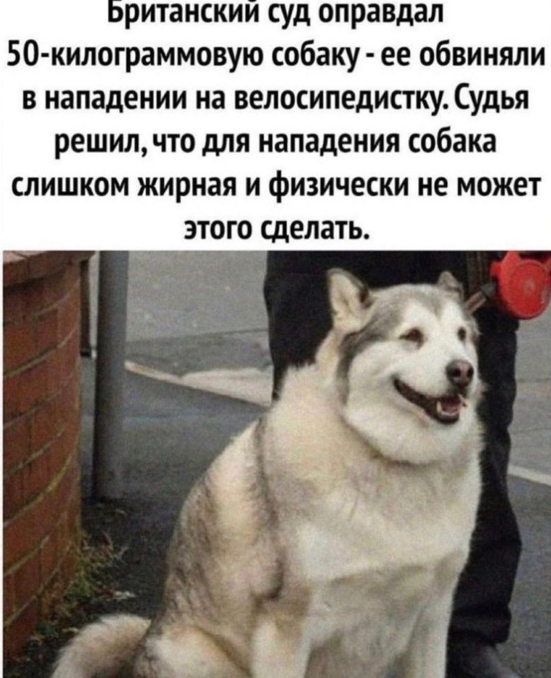 ританскии суд оправдал 50 килограммовую собаку ее обвиняли в нападении на велосипедистку Судья решил что для нападения собака слишком жирная и физически не может этого сделать