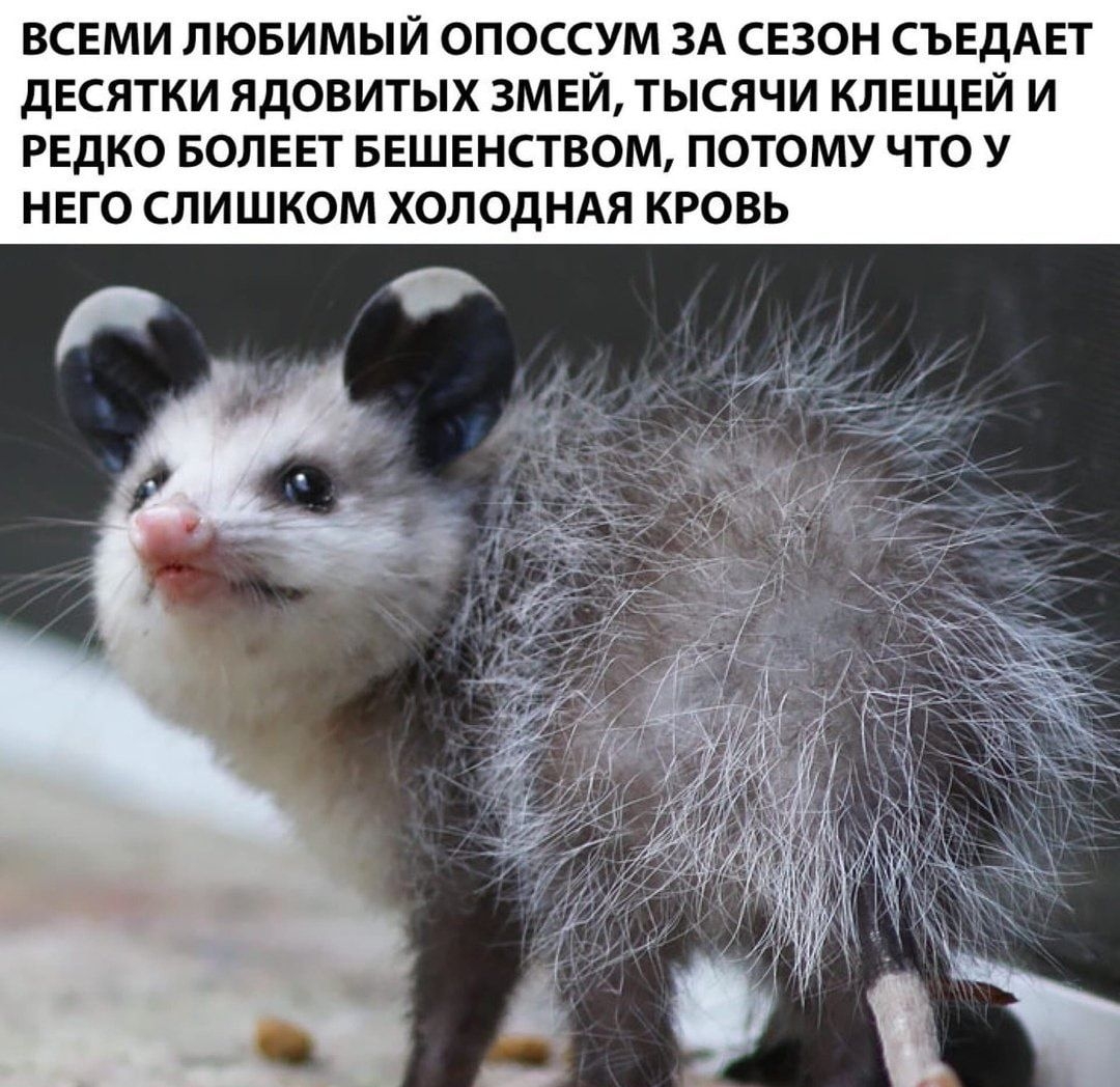 ВСЕМИ ЛЮБИМЫЙ ОПОССУМ ЗА СЕЗОН СЪЕДАЕТ дЕСЯТКИ ЯДОВИТЫХ ЗМЕЙ ТЫСЯЧИ КЛЕЩЕЙ И РЕДКО БОЛЕЕТ БЕШЕНСТВОМ ПОТОМУ ЧТО У НЕГО СЛИШКОМ ХОЛОДНАЯ КРОВЬ