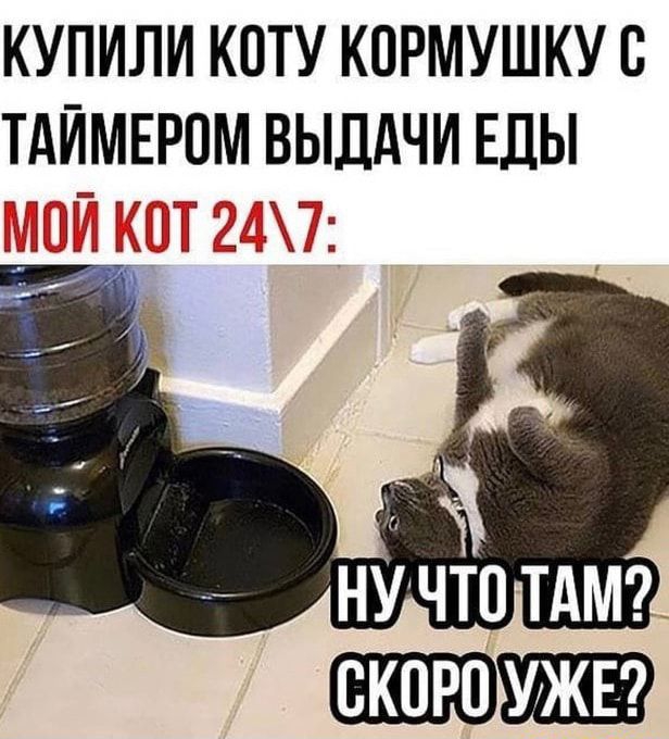 КУПИЛИ КОТУ КОРМУШКУБ ТАЙМЕРПМ ВЫДАЧИ ЕДЫ и 7