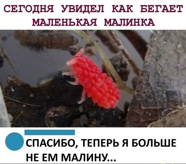 СЕГОДНЯ УВИДЕЛ КАК БЕГАЕТ МАЛЕНЬКАЯ МАЛИНКА СПАСИБО ТЕПЕРЬ Я БОЛЬШЕ НЕ ЕМ МАЛИНУ