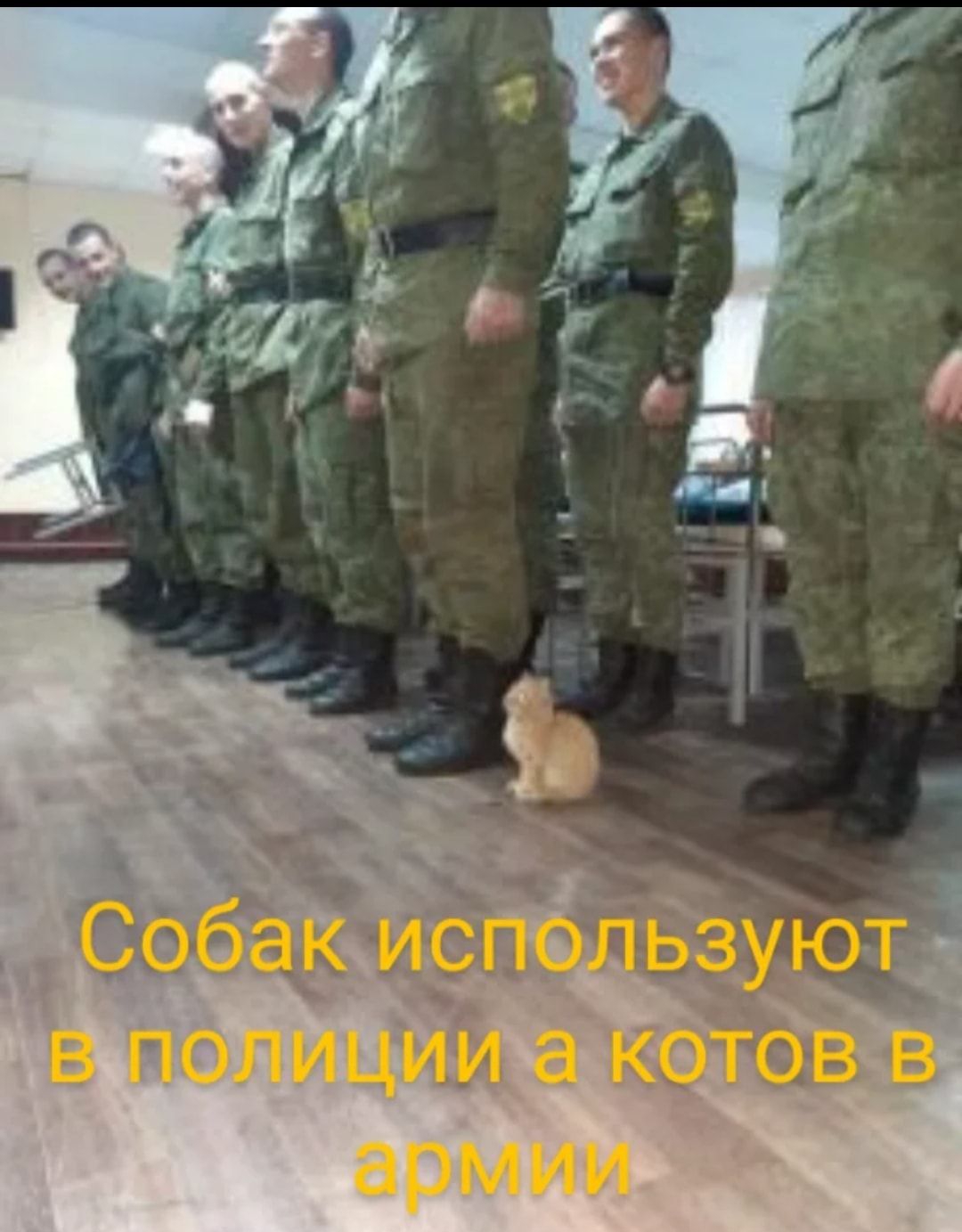 в Петиции а армии