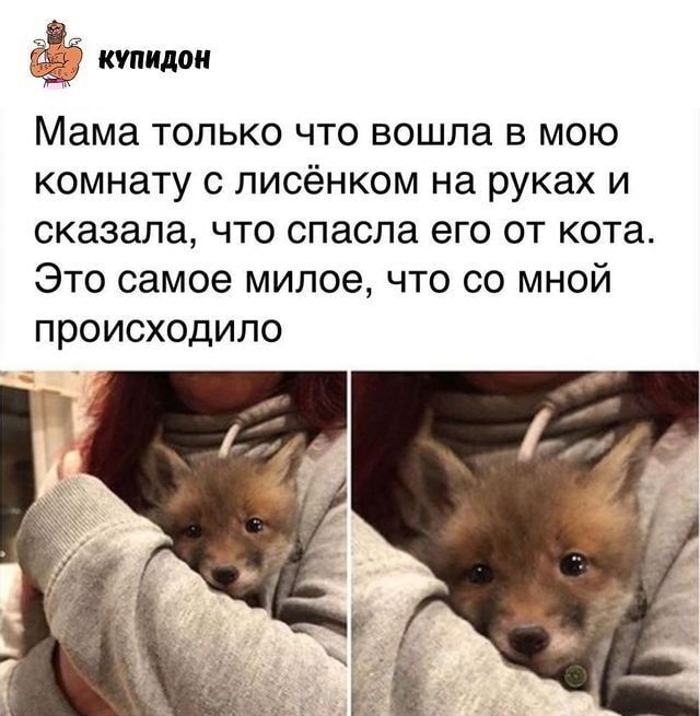 ёё купидон Мама только что вошла в мою комнату с писёнком на руках и сказала что спасла его от кота Это самое милое что со мной происходило