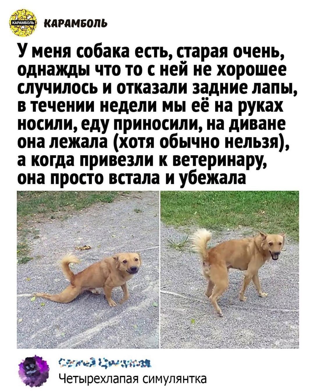 У меня собака есть старая очень однажды что то с ней не хорошее случилось и отказали задние лапы в течении недели мы её на руках носили еду приносили на диване она лежала хотя обычно нельзя а когда привезли к ветеринару она просто встала и убежала __ сата Ци итти _ Четырехлапая симулянтка