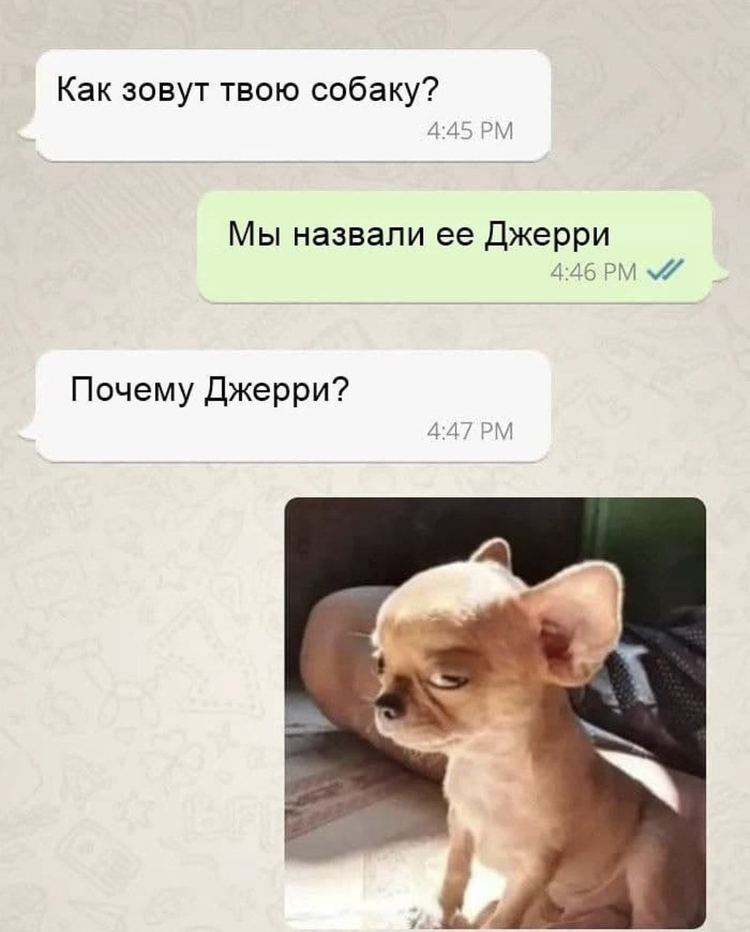 Как зовут твою собаку задом Мы назвали ее Джерри 445 РМ Почему Джерри 44