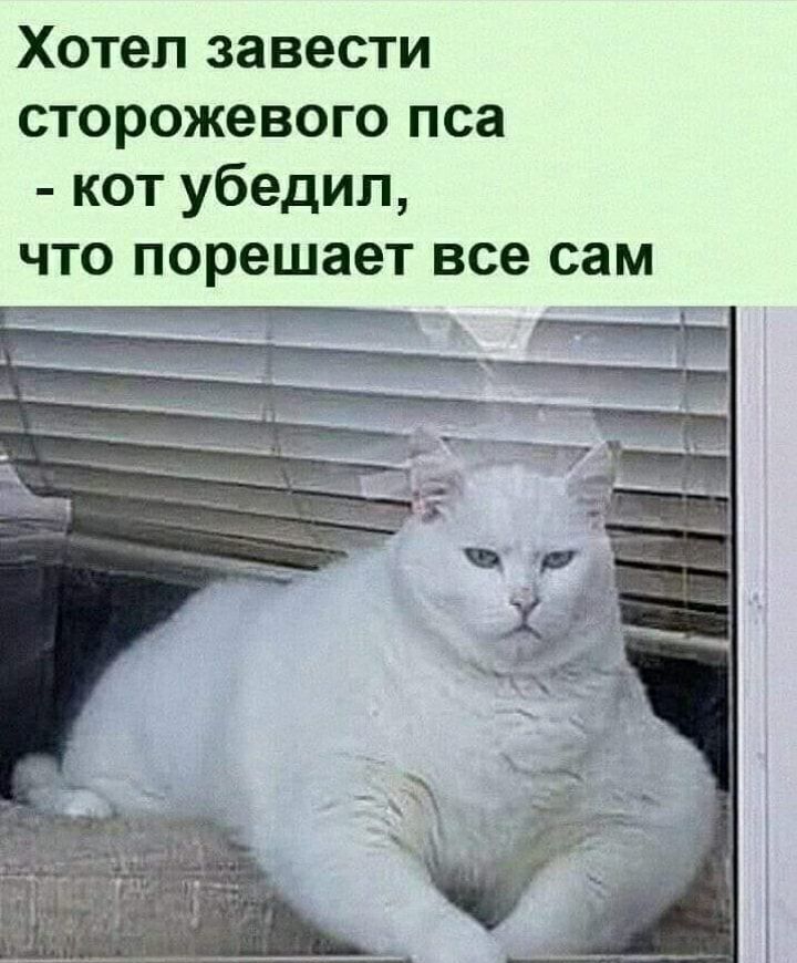 Хотел завести сторожевого пса кот убедил что порешает все сам