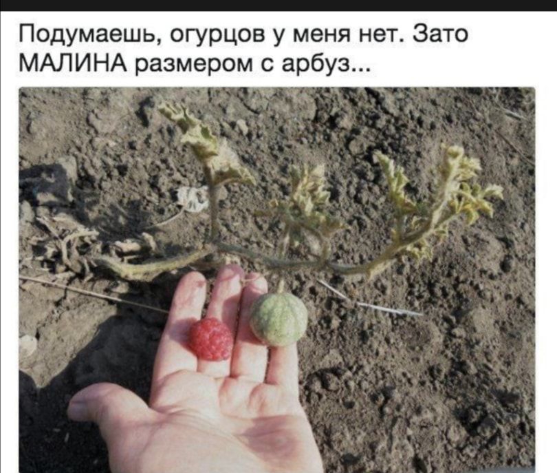 Подумаешь огурцов у меня нет Зато МАЛИНА размером с арбуз