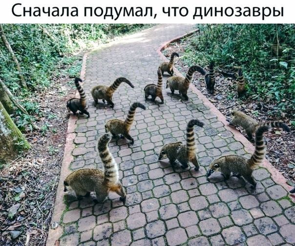 ЧТО ДИНОЗЭВРЫ Сначала подумал