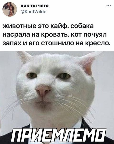 пикты юго КапНАіШе животные это кайф собака насрала на кровать кот почуял запах и его стошнило на кресло