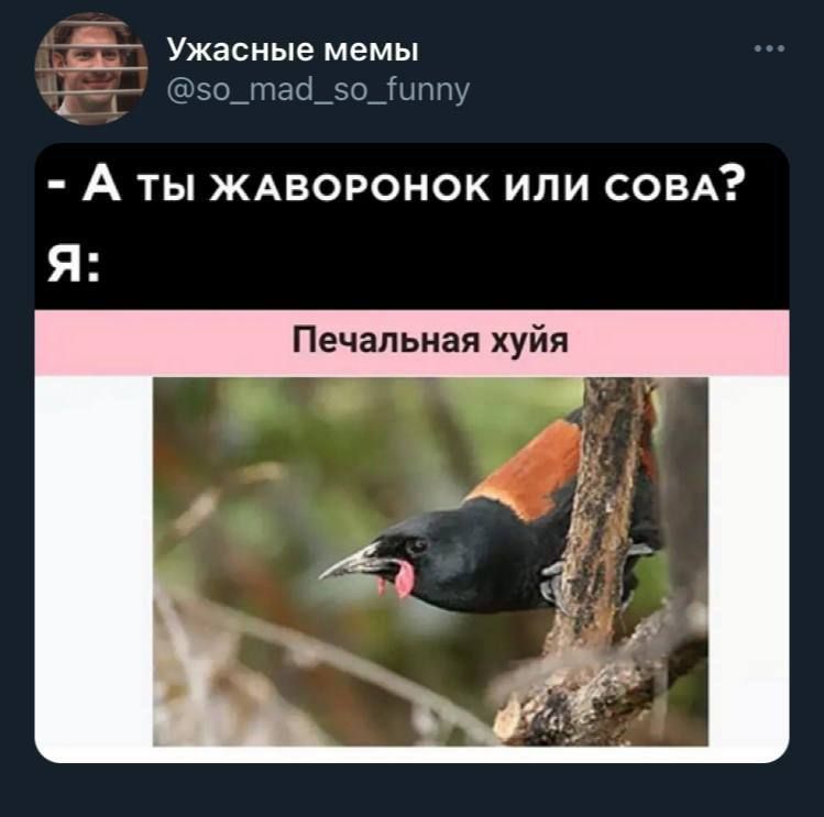 _ Ужасные мемы эо_таі_зо_іыппу А ты ЖАВОРОНОК или СОВА Я Печальная хуйя