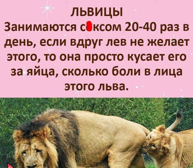 ЛЬВИЦЫ Занимаются сксом 20 40 раз в день если вдруг лев не желает этого то она просто кусает его за яйца сколько боли в лица ЭТОГО ЛЬВЗ