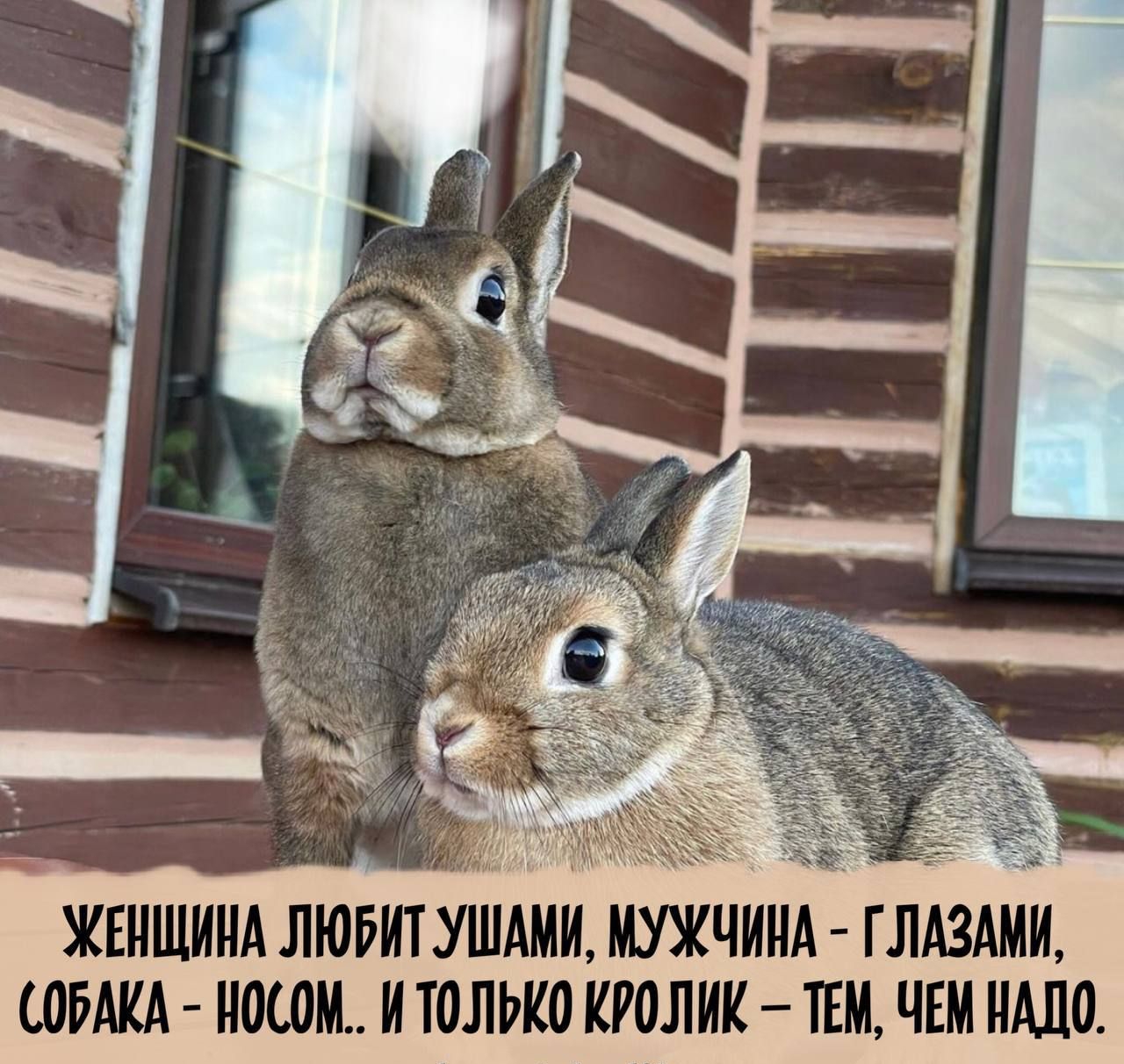 жвншинд лювитушдмш МУЖЧИНА глдздш соты носом италию кролик тим чнм шшо