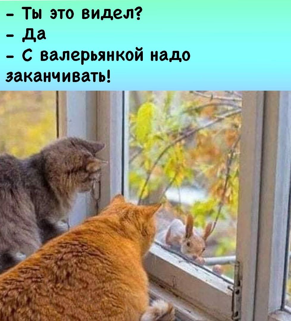 Ты это видел _ да С валерьянкой надо заканчивать