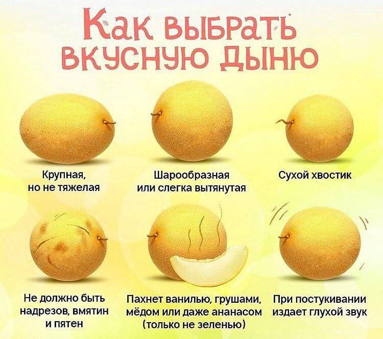 Ктак выврать вкчснчю дыню Круп ная Шарообразная Сухой хвостик но не тяжелая или слегка вытянутая Не должно быть Пахнет ванилью грушами При постукивании надрезов вмятин мёдом или даже ананасом издает глухой звук и пятен только не зеленью