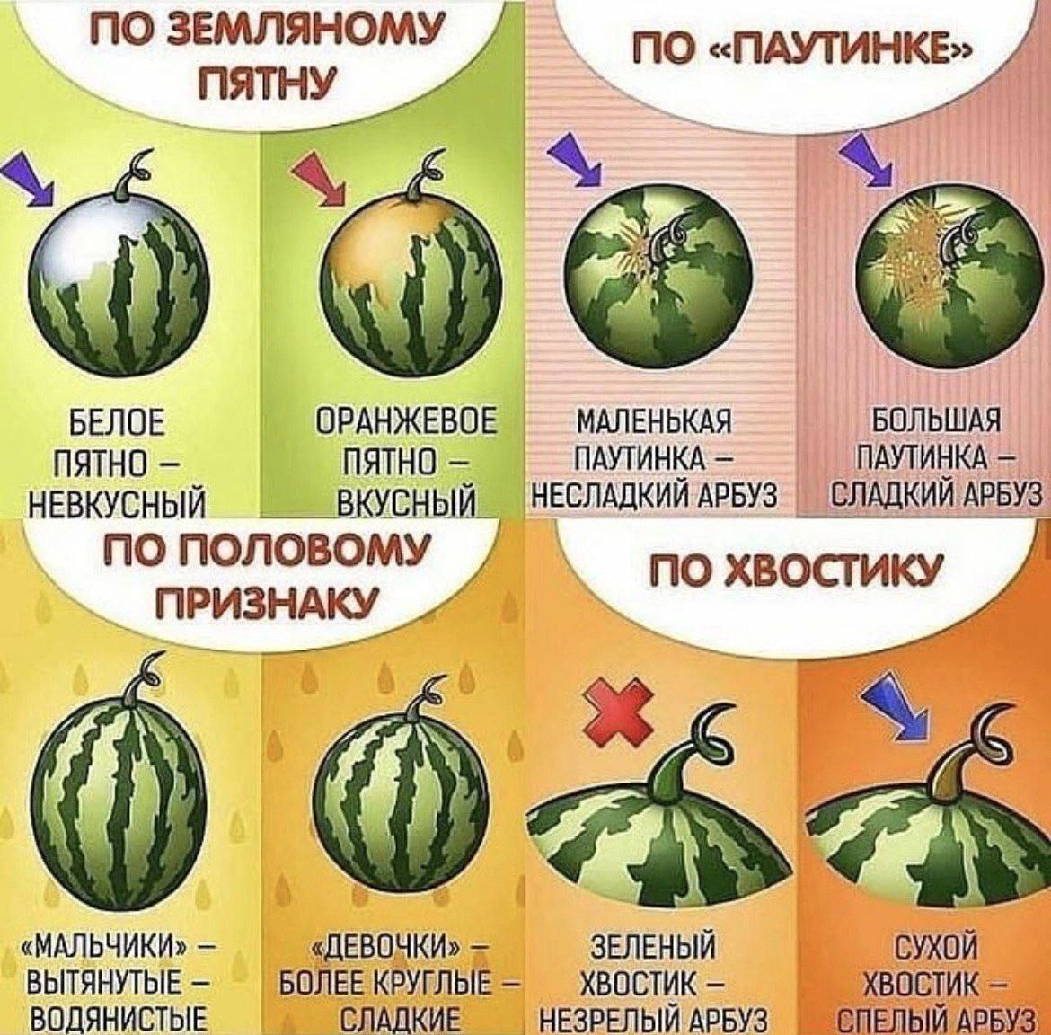 по звдллянотъу по пдутинку БЕЛОЕ ОРАНЖЕВОЕ МАПЕНЬКАЯ БОЛЬШАЯ ПЯТНО ПЯТНО ПАУТИНКА ПАУТИНКА невкусный _в_кхсныш ЗНЕСМДКИЙАРБУЗ _ЕЛАДКИЙАРЁХЗ по половому п в ику _ пщзндкщ о ОСГ Об МАЛЬЧИКИ девочкт зеленый сухой ВЫТЯНУТЫЕ волвв круглые хвостик хвостик ВОДЯНИСТЫЕ СЛАДКИЕ НЕЗРЕЛЫЙ АРБУЗ СПЕЛЫЙ АРБУЗ