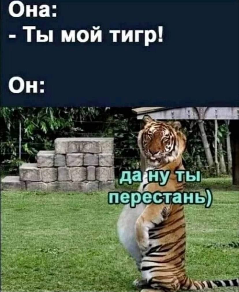 Она Ты мой тигр