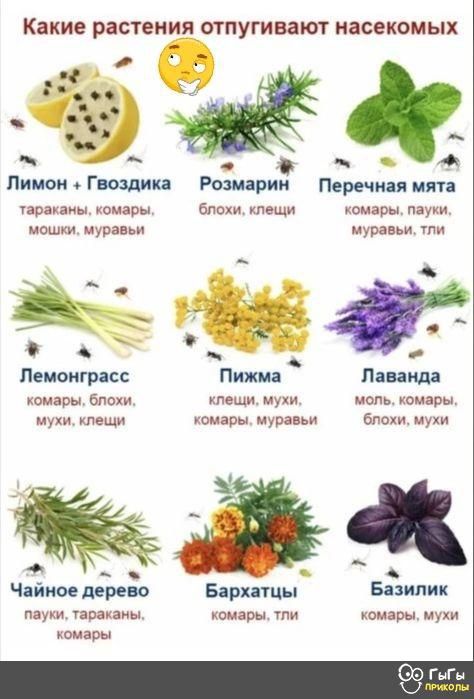 Какие растения отпугивают насекомых А Лимон Гвозди Ра шарик Перечин или невидимкомаоы бпохи клещи комарыпауки мошки муравьи мурен ти _ Пемснгрнсс винда комары блохи клещи мухи моль комары мухи клещи комары муравьи блохи мухи _ Чайное дерево Бархдтцы Базилик пауки араканы комары тли комарымухи комары