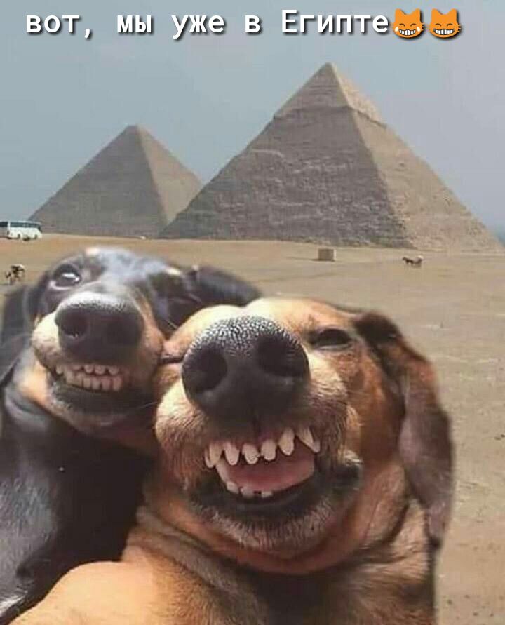 вот мы ума в Егигггздё