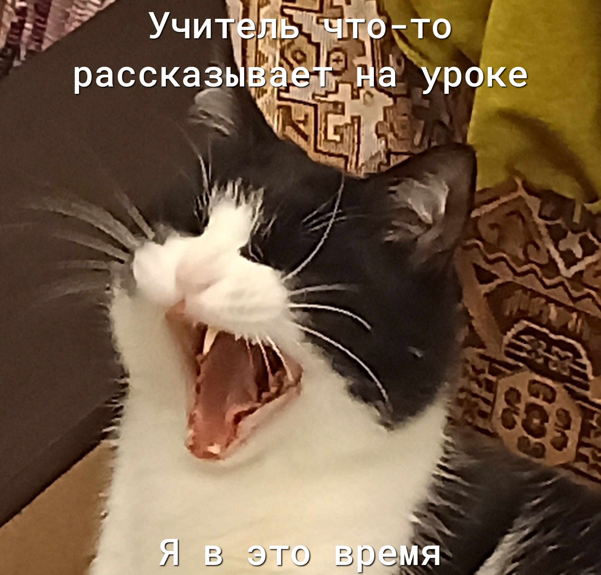 559 Учи