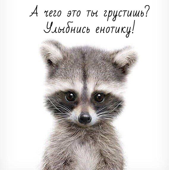 74 6620 ЭТО ТЫ грустишь Ушибнаса ЕНОТИСу