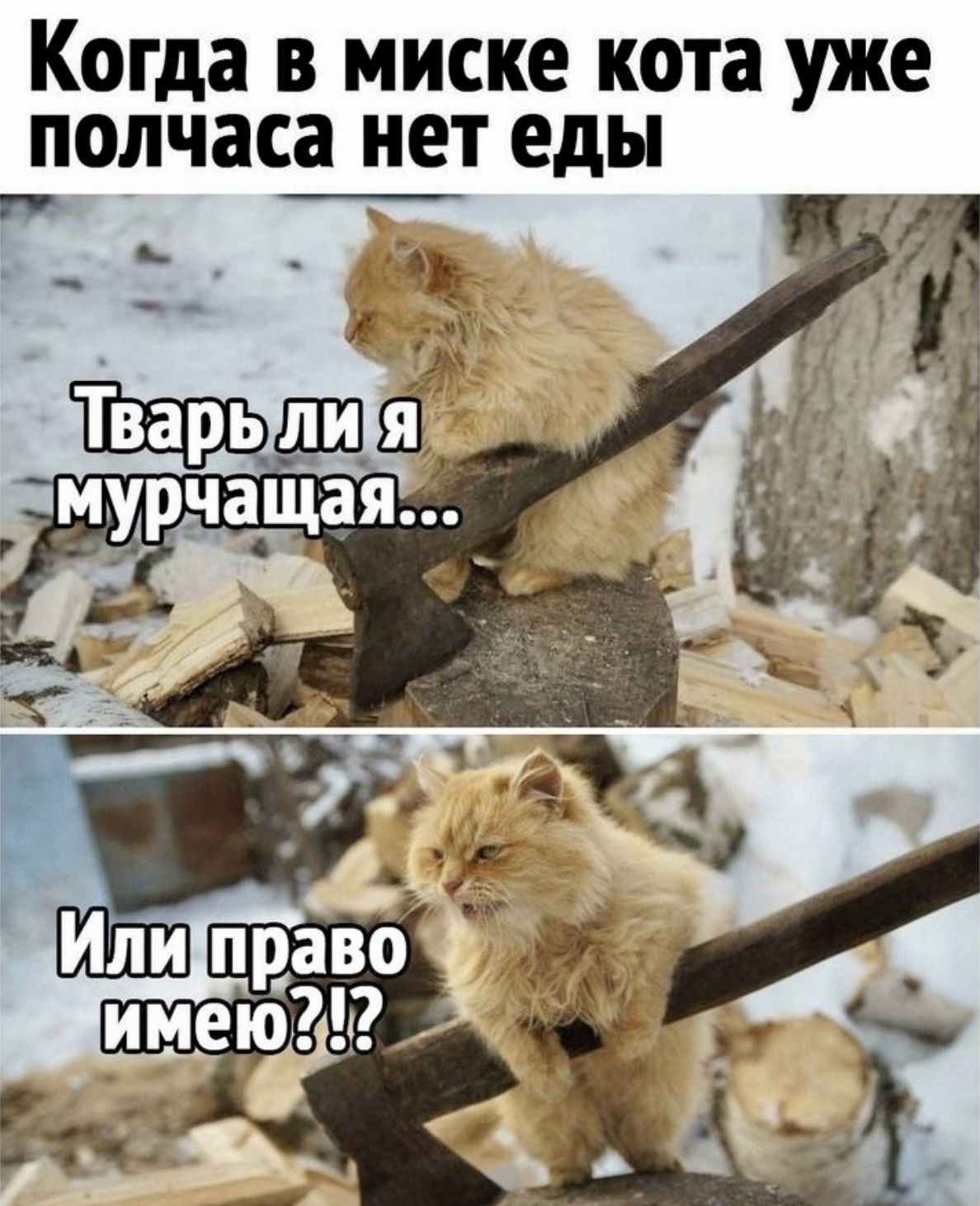 Когда в миске кота уже полчаса нет еды