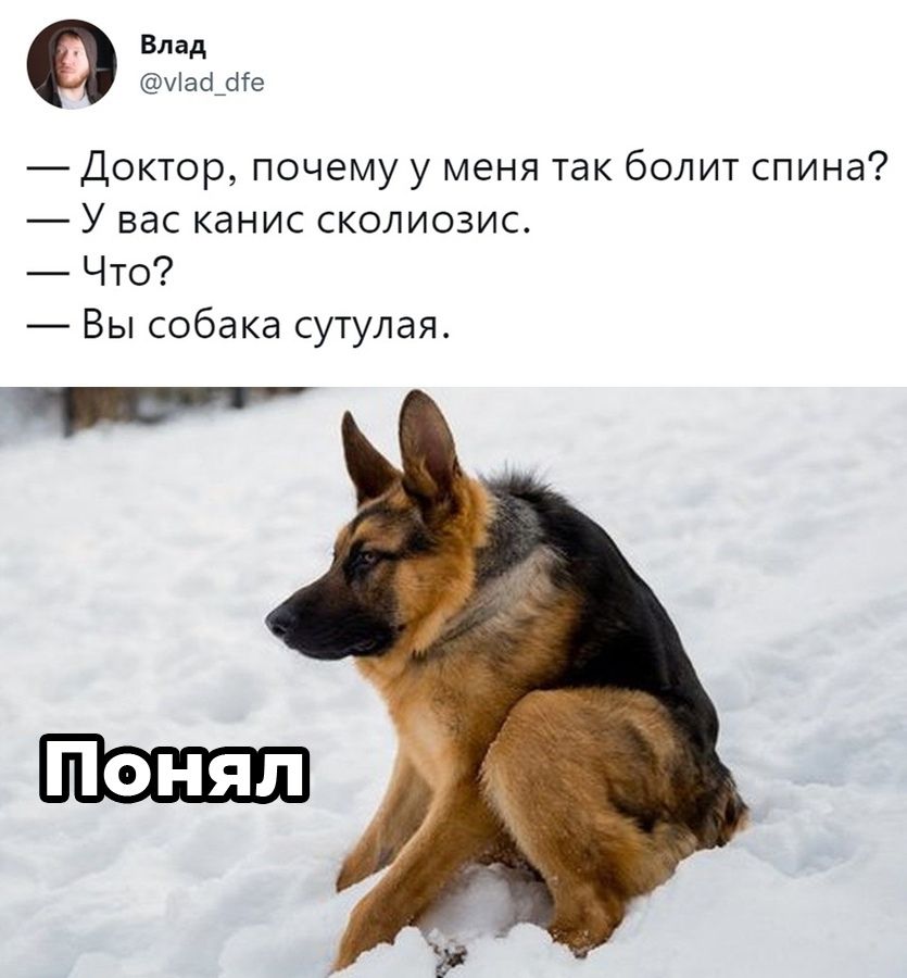 вмд мы Доктор почему у меня так болит спина У вас канис сколиозис Что Вы собака сутулая