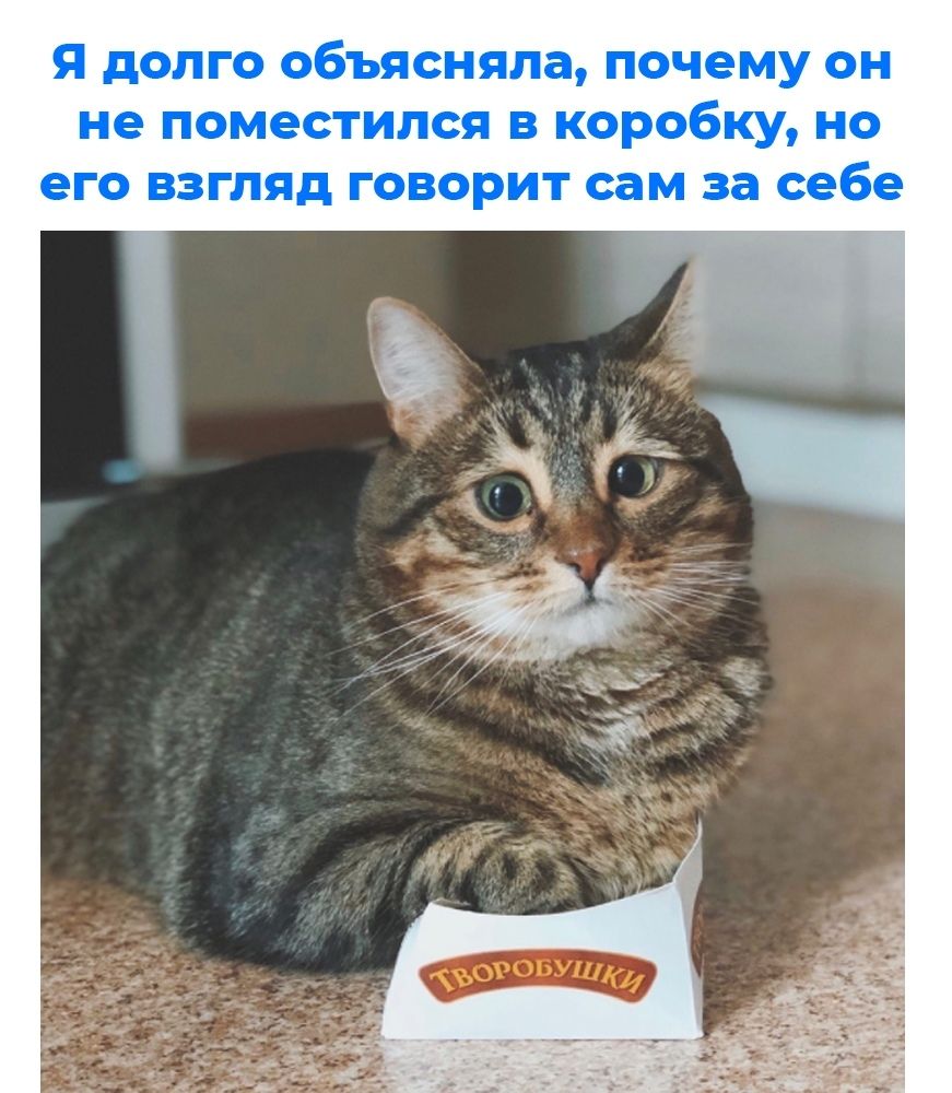 Я долго объясняла почему он не поместился в коробку но ЕГО ВЗГЛЯД ГОВОРИТ сам за себе