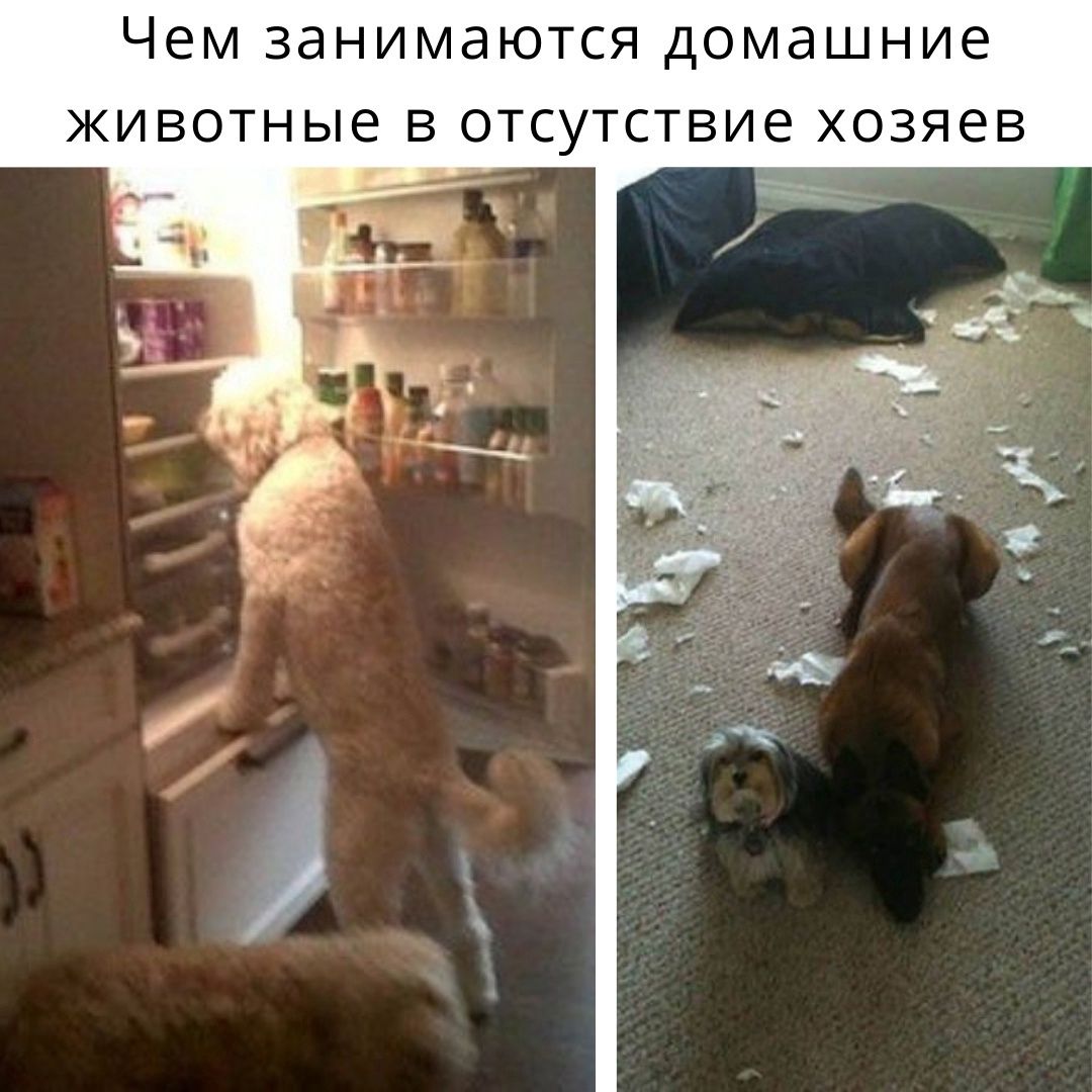 Чем ЗЕНИМаЮТСЯ домашние ЖИВОТНЫЕ В отсутствие ХОЗЯеВ